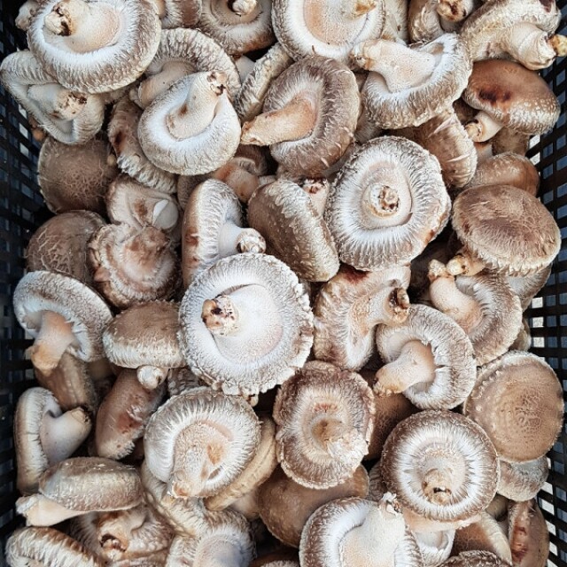 양양몰,[하늘마음] 유기농 생표고버섯 1Kg(원목)