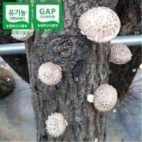[원더구독][하늘마음] 유기농 생표고버섯 1Kg(원목)