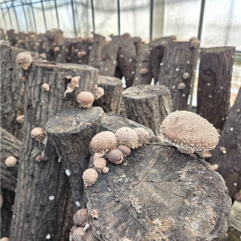 양양몰,하늘마음_무료배송_유기농 참나무 원목 생표고버섯 1Kg