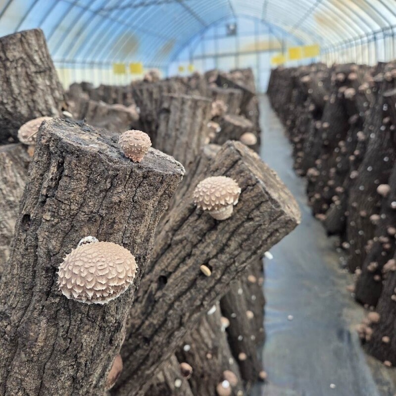 양양몰,하늘마음_무료배송_유기농 참나무 원목 생표고버섯 1Kg